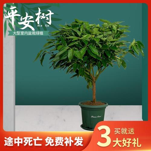 平安树客厅盆栽大型植物室内大棵摆件办公室花卉大盆景绿植幸福树