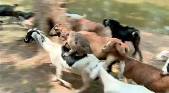 【新闻有读653期】f1中国赛宝贝露天换衣 猴子骑羊背上帮主人牧羊