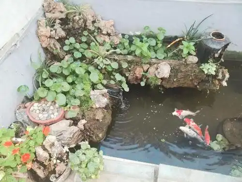 自建鱼池,我们都要注意哪些问题