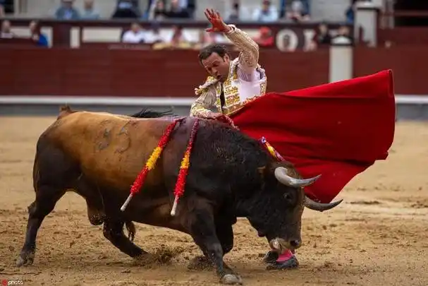 西班牙马德里举办棕树节斗牛活动 斗牛士勇战公牛