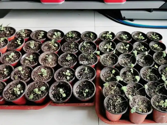 12月播了新的种子有 矮牵牛 ,飞燕草(第一次尝试播 不知道能不能像买