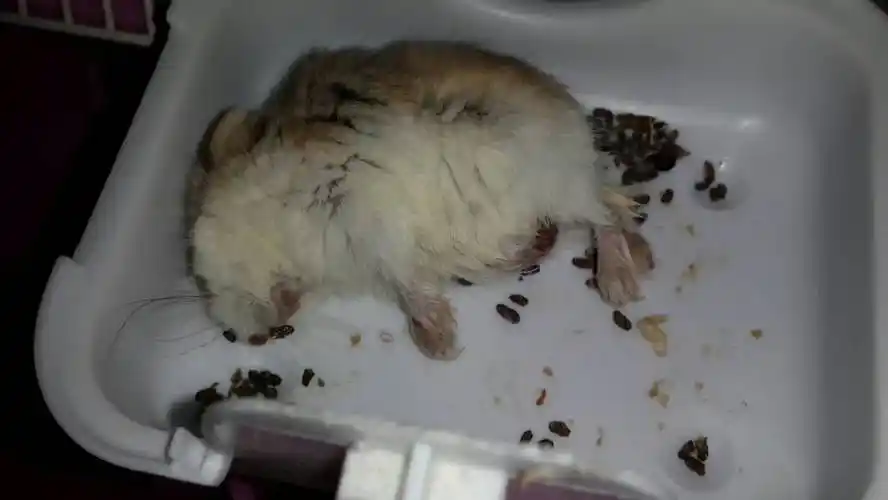 有人能看出我这仓鼠怎么死的吗?通常三天没喂也不会那么快死吧?