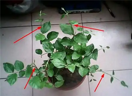 盆栽茉莉修剪要诀,开花多,开花早,全靠这一剪了