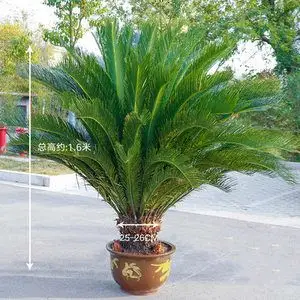 铁树盆栽阳台庭院花园大型四季常青好养植物苏铁室外观叶盆景绿植