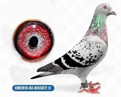 友祥鸽业东方不败【不败仙女】