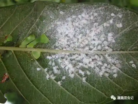 虫研捷报浙江农大学者发表缘粉虱属一新种