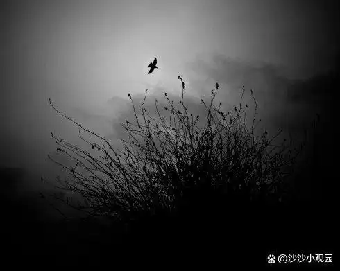 "缺月挂疏桐",苏东坡为何写词孤独"寂寞沙洲冷"