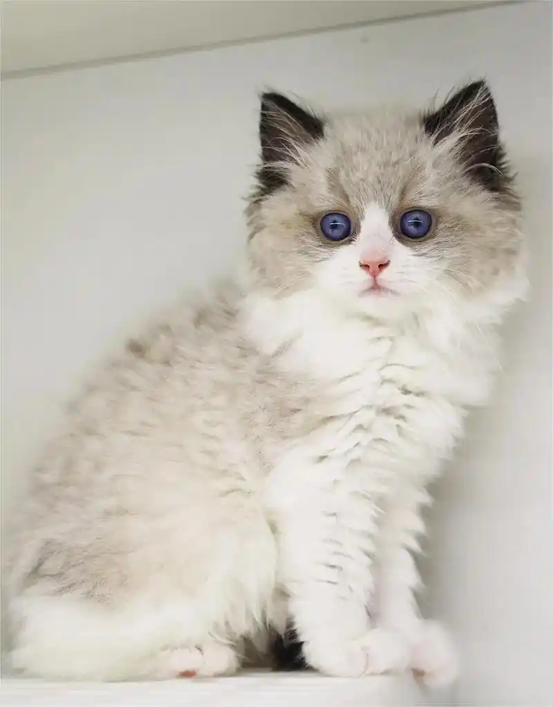 365天保障|蓝双海双布偶猫舍|高颜值.09高颜值布偶bb出 - 抖音