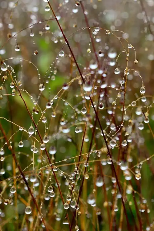 雾雨天的水珠