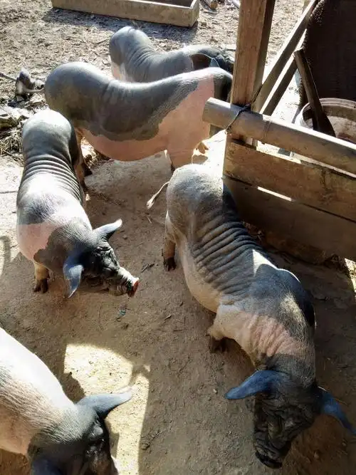 其它 乡下散放土猪 写美篇今年的土猪唔肥,净一边