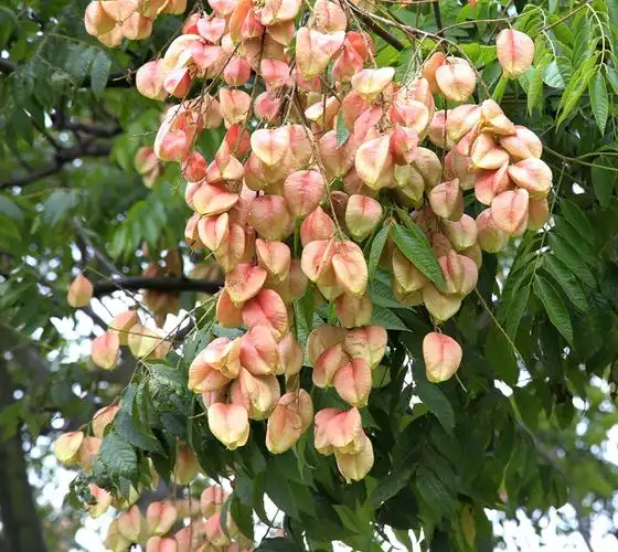 四季花木观赏指南-(栾树) - 观花指南 - 成都市植物园|成都植物园