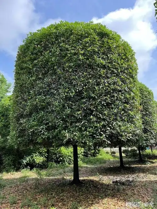湖北乡村绿化必知这些树种最适合常用