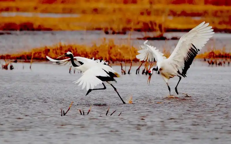 丹顶鹤电脑壁纸_长腿鸟类丹顶鹤
