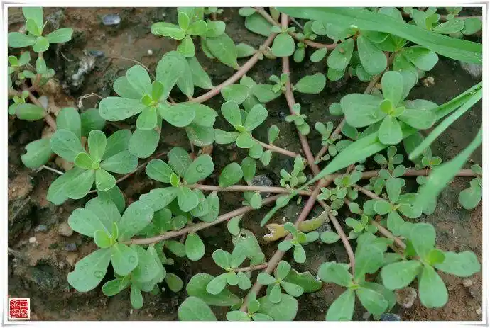 家庭食疗养生系列【之七】辣椒～莲藕～萝卜～马齿苋～蘑菇～南瓜