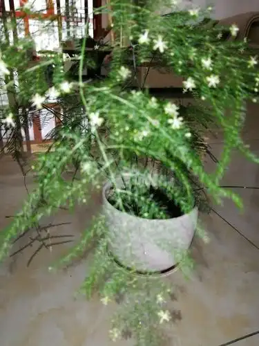 难得一见的文竹开花