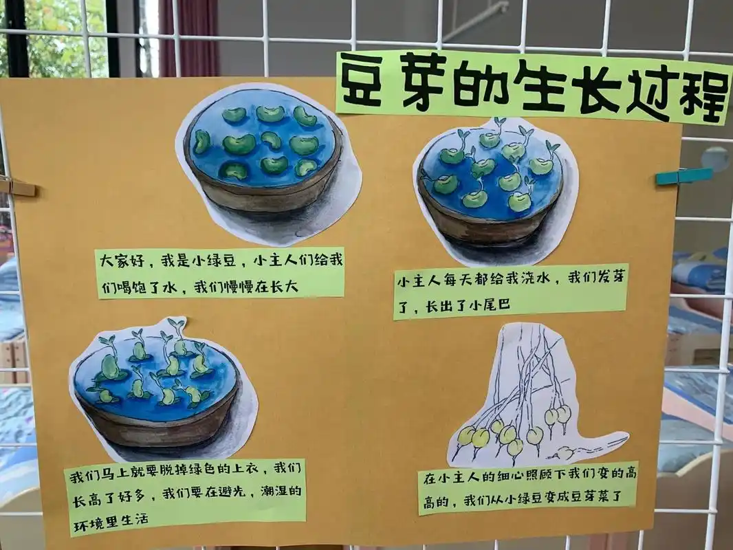 幼儿园|豆芽生长过程 让孩子们一起来观察豆芽的生长过程吧!