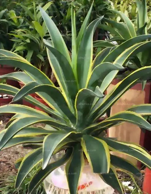 金边龙舌兰图片