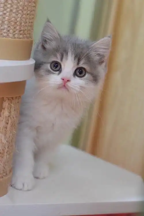 蓝虎斑加白英短弟弟找新家