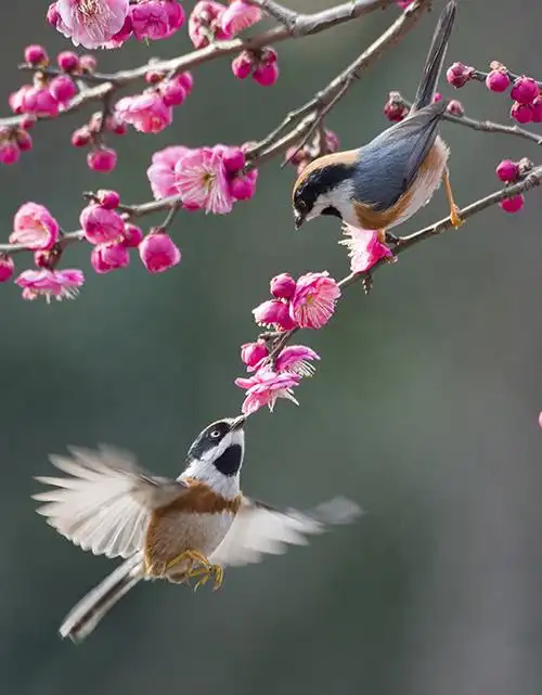 2月14日,在江苏省无锡市管社山庄,两只小鸟在梅花枝旁嬉戏觅食.