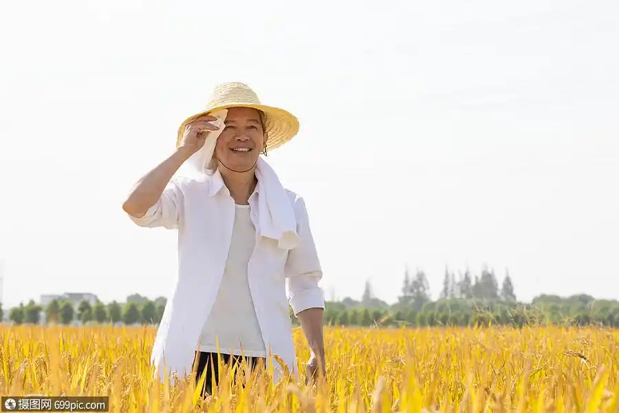 在稻田里擦汗的农民形象