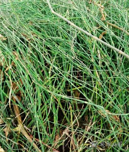 新鲜500g包邮现三斤笔筒野生笔杆贼草草木接骨其他药食同源食品