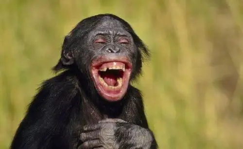 动物开心也会笑