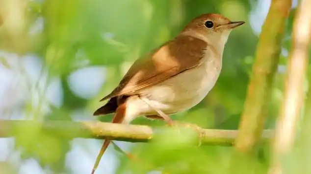 夜莺鸟叫声这叫声迷醉动人真是好好听啦
