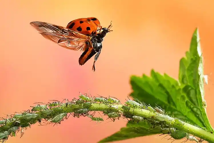 亚洲,瓢虫,飞行,蚜虫,德国,欧洲_高清图片_全景视觉