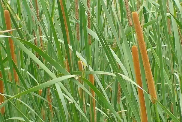 臭蒲草与香蒲草区别臭蒲草又叫水菖蒲,全国各省市都有栽种,主要种植在