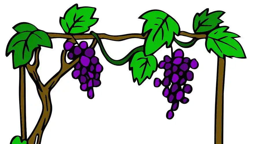 葡萄树怎么画 - 简笔画 - 懂得