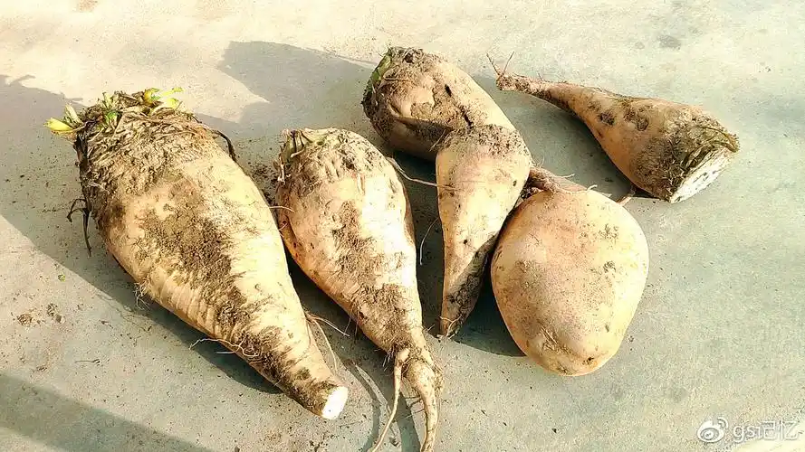 我是甘肃农村人,这是我小时候吃过甜菜焪焪,这种吃法你见过吗?