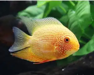 喷点菠萝鱼黄金菠萝鱼钻石菠萝鱼红肩绿菠萝鱼中大型热带鱼观赏鱼