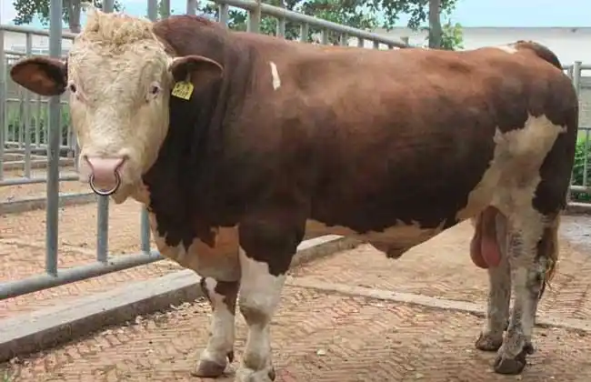 西门塔尔牛多少钱一头?