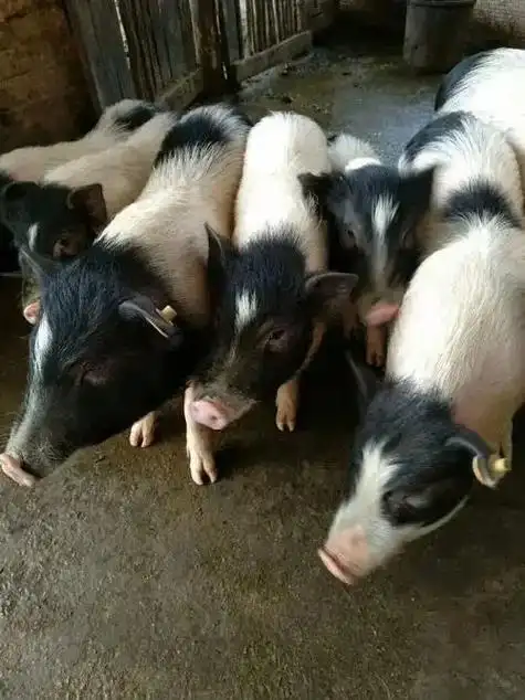 巴马香猪种苗多少钱