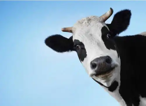 科学家表示你信吗奶牛比鲨鱼更加恐怖