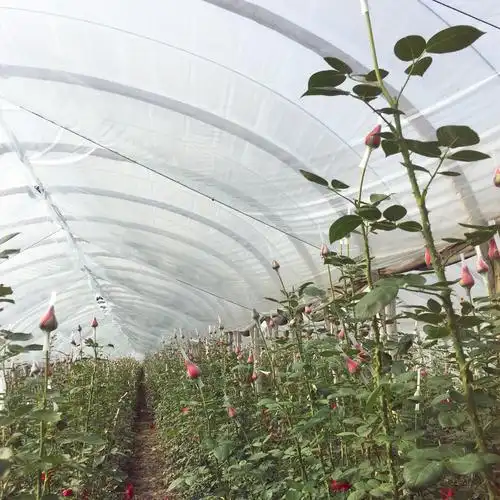 [雷马塑料]雷马散光膜 漫散射大棚膜 玫瑰膜 大棚膜 花卉膜