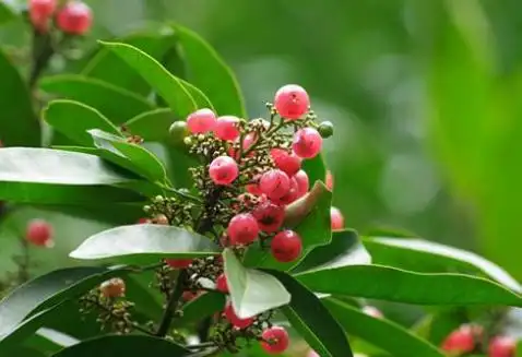 土坛树喜高温,喜光,畏寒冷,野生在我国的广东,广西及海南岛南部沿海