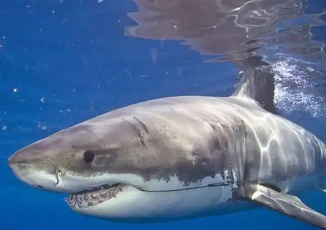 渔民出海捕鱼时,打捞上一条"双头"鲨,为何双头鲨鱼越来越多?