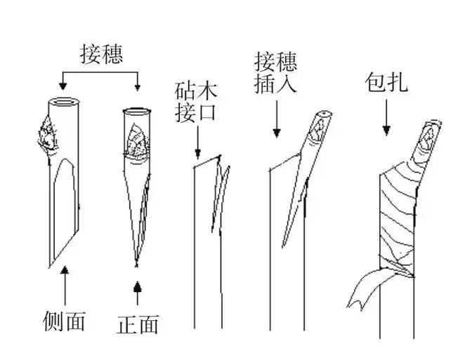 图4-4 苹果腹接示意图(2)切接法(图4-5)春季嫁接常用此法,适于砧木不
