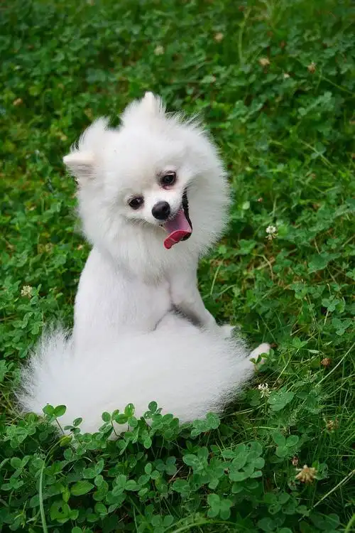 纯种白色博美图片大全