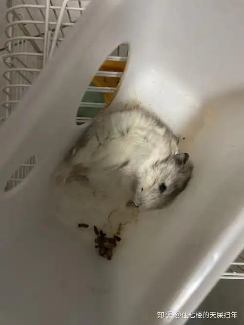 仓鼠很健康 为什么突然就死了 - 知乎