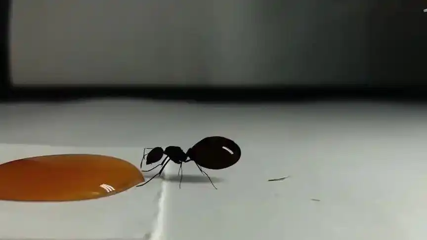 蚂蚁王后看到蜂蜜就喝到不停嘴,这肚子会变成什么样呀