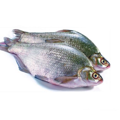 饲养鳊鱼新鲜扁鱼武昌鱼淡水河鱼现杀现发货123斤3斤