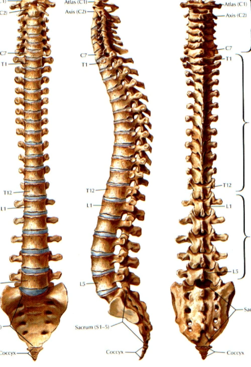 第8页 (共8页,当前第8页) 你可能喜欢 椎弓根螺钉 颈椎mri 常见危重