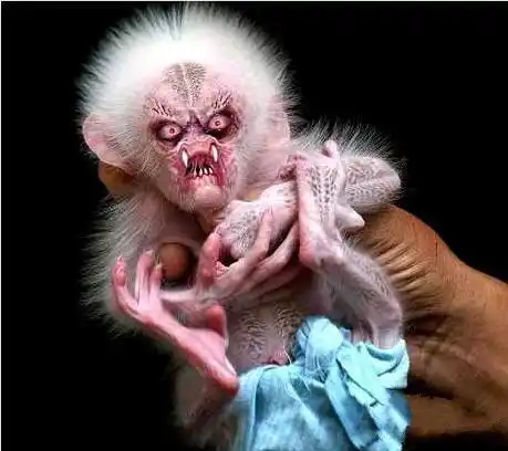 真相是,这有又双是一个都市传说而已.嗯.真有这么奇异的生物吗?