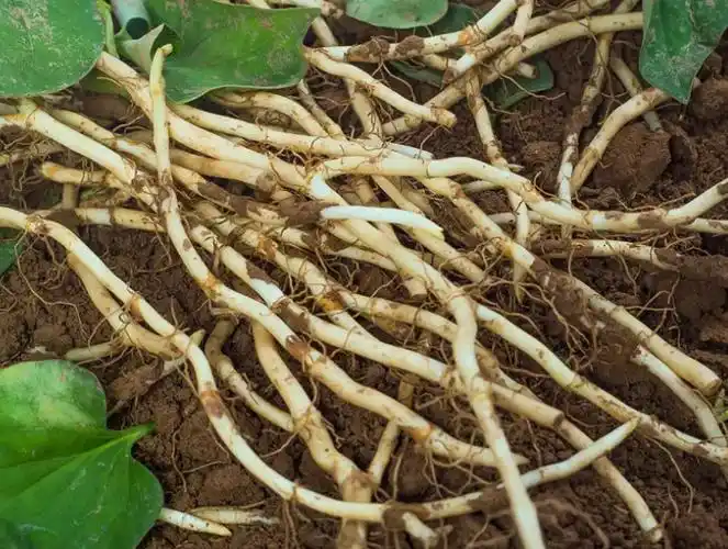 鱼腥草对男性性功能有影响吗