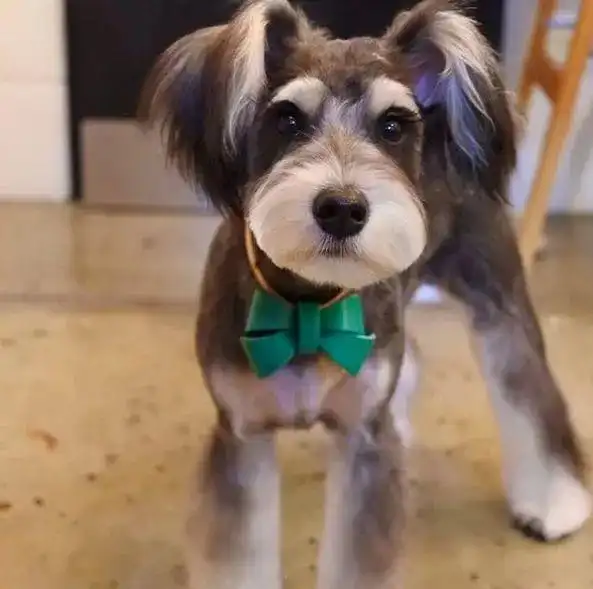 电你一下~而且雪纳瑞造型百变,没有什么是它hold不住的.