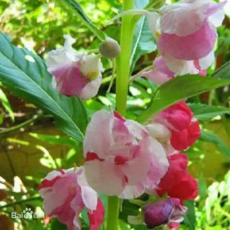 凤仙花用什么,繁殖,什么月播种最好,什么天左右可有苗