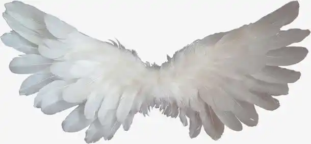 白色翅膀