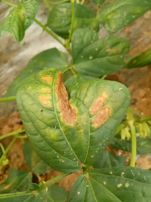 豆角细菌性疫病